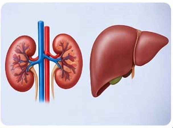 Kidney & Liver